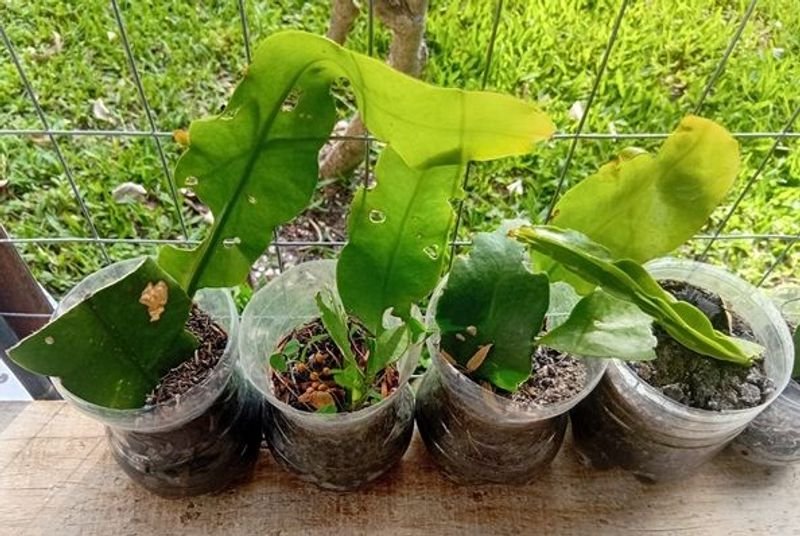 Cactus Ilusión de Novia o Reina de la Noche (Epiphyllum oxypetalum) - imagen 3