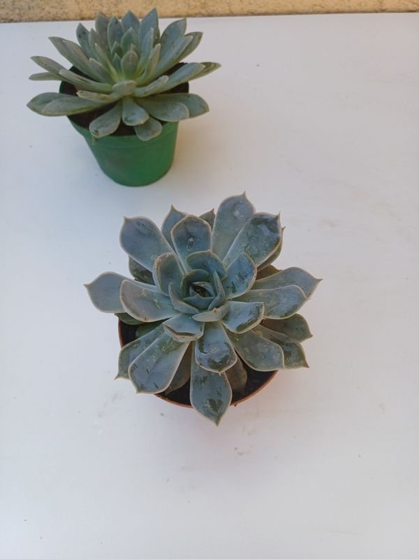 Item 901501 - Image 3