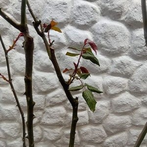 Rosal en Maceta con Flores Rosadas y Botones - imagen 6