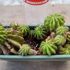 Cactus Erizo de Mar o Lirio de Pascua para Propagar - imagen 4