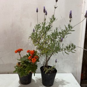 Lote siguiente: Planta de Lavanda y Planta Naranja en Maceta