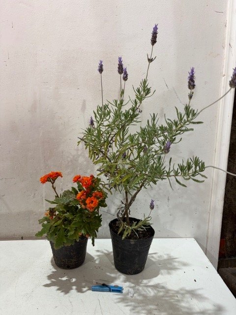 Planta de Lavanda y Planta Naranja en Maceta