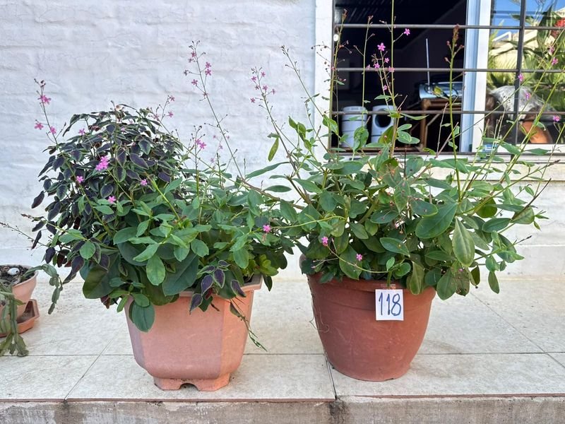 Item 892374 - Image 0