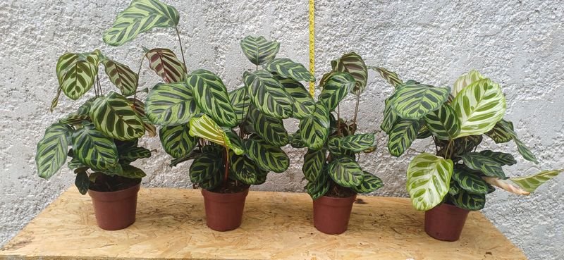 Item 929878 - Image 5