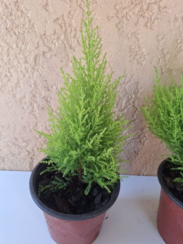 Item 870175 - Image 2