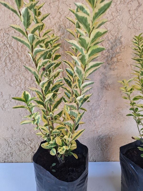 Item 870178 - Image 2