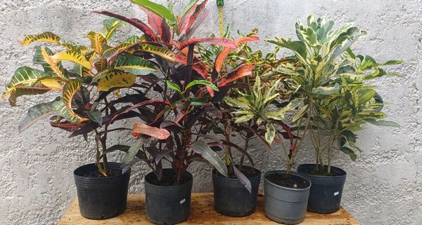 Plantas de Croton, variedad de colores - imagen 4