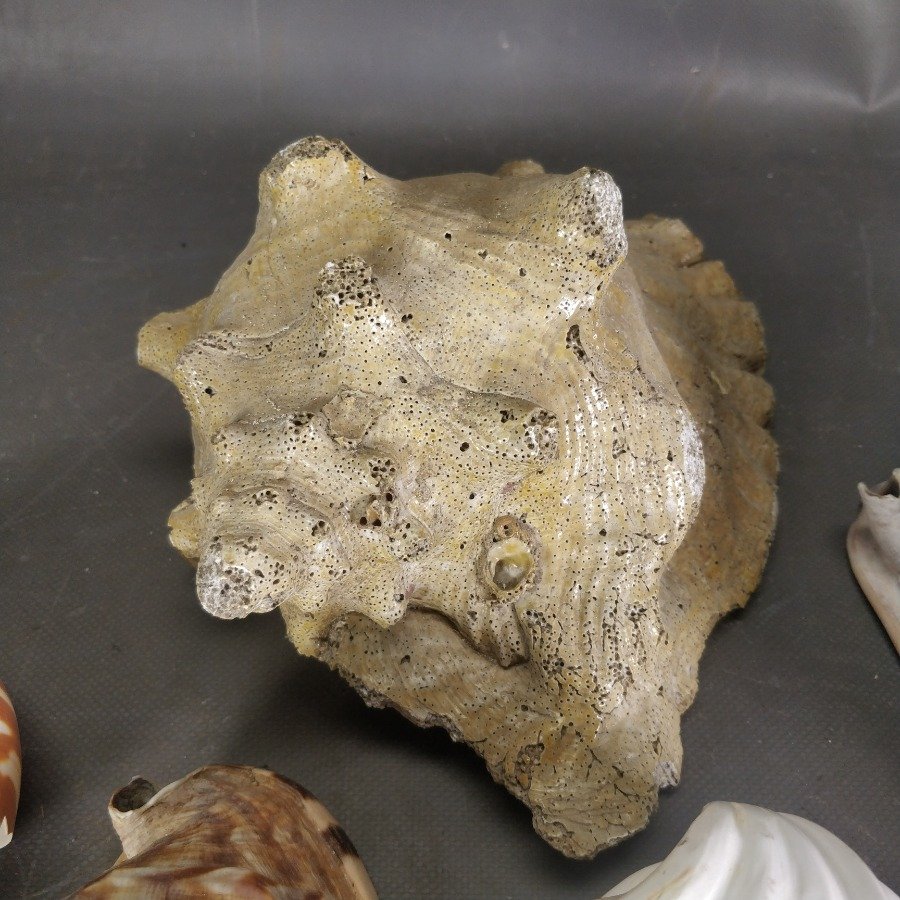 Item 15838 - Image 7