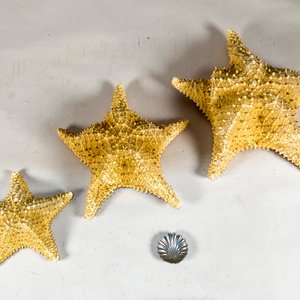 Tres Estrellas de Mar y una Coquilla Decorativa - imagen 2