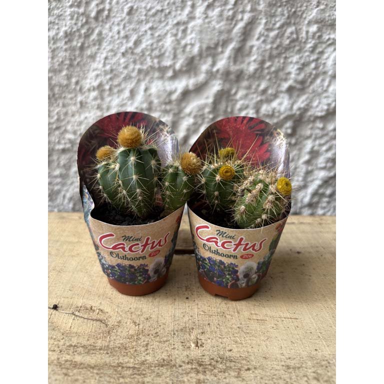 Item 2113548 - Image 0