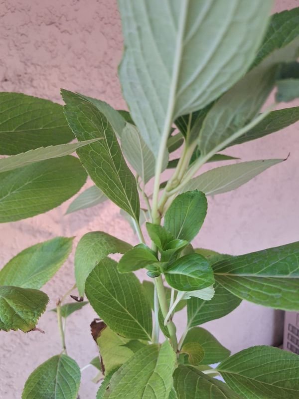 Item 870172 - Image 1