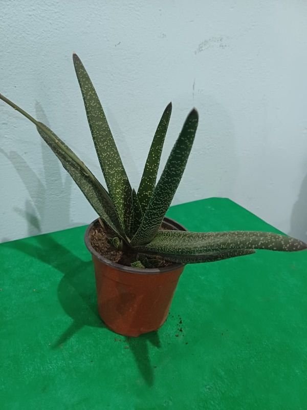 Item 848671 - Image 0