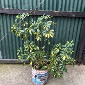 Lote anterior: Planta Schefflera en Maceta Decorativa