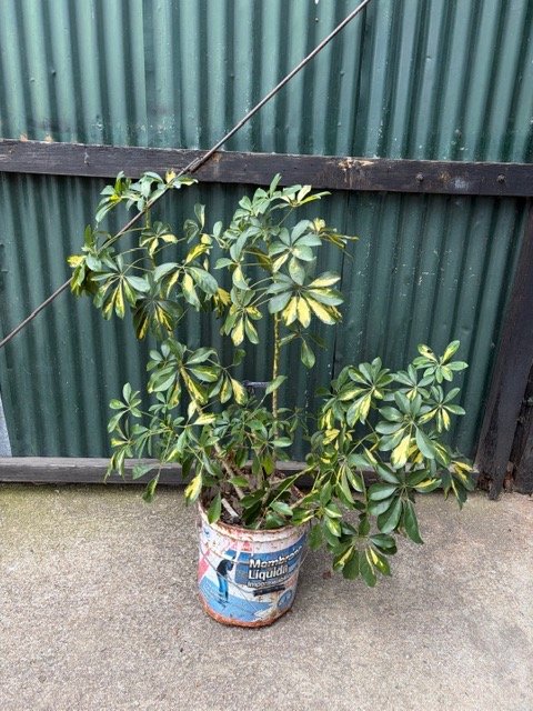Planta Schefflera en Maceta Decorativa