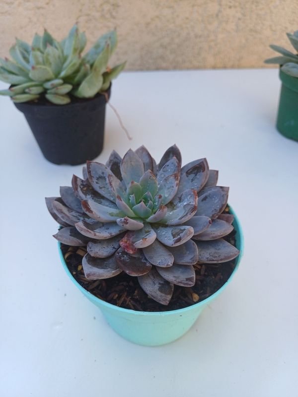 Item 875540 - Image 1