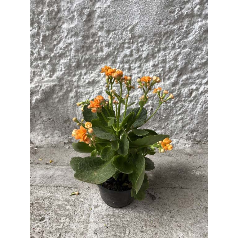 Item 2113577 - Image 0