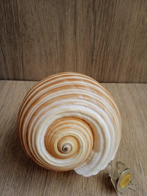 Item 884187 - Image 1