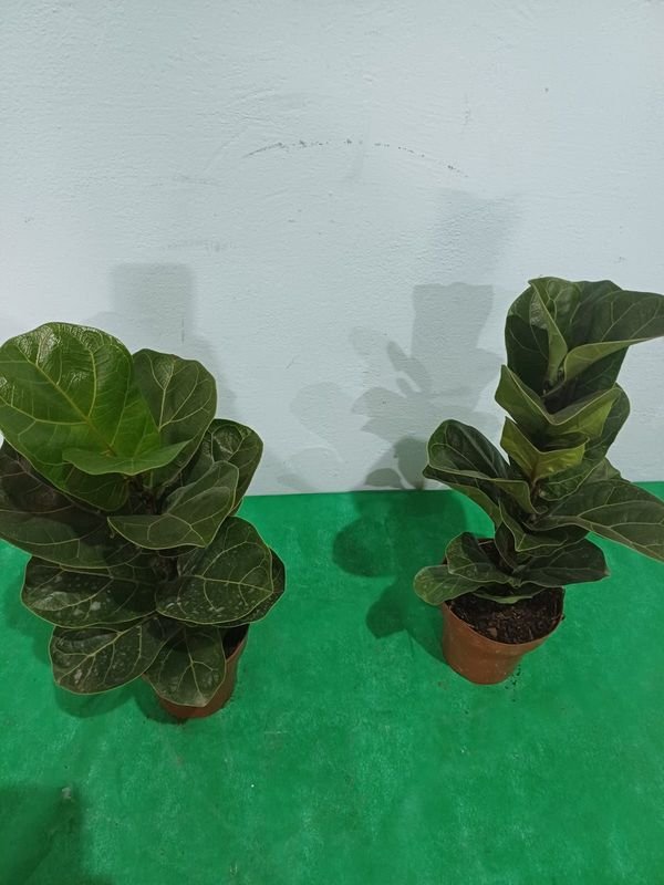 Item 848674 - Image 2