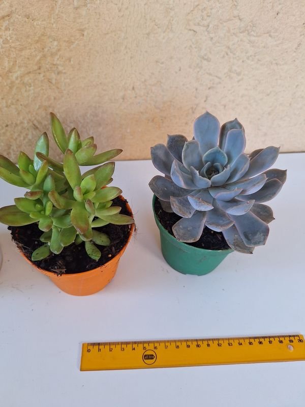 Item 870169 - Image 1