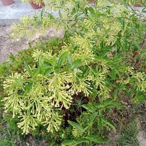 Planta Dama de la Noche en Maceta con Envase de 2 Litros - imagen 4
