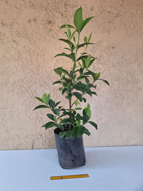 Item 870084 - Image 5