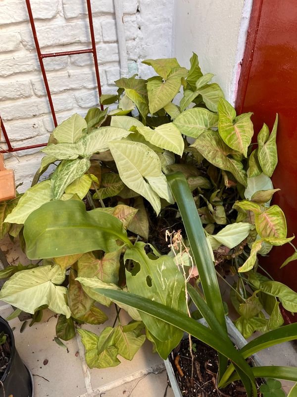 Item 921726 - Image 1