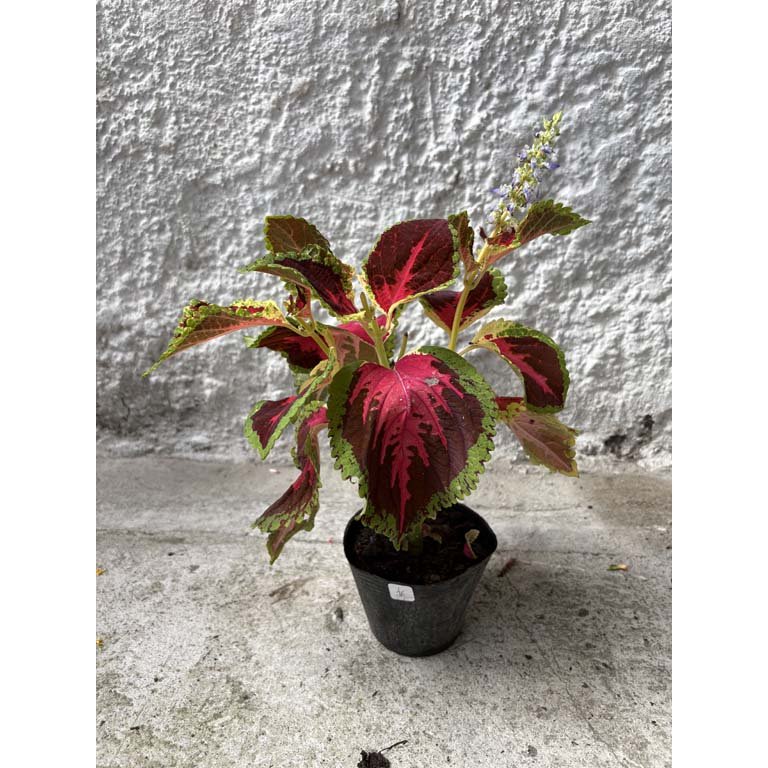 Item 2113560 - Image 0