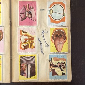Álbumes "Vida y Color" Colección Enciclopédica Ilustrada - imagen 14