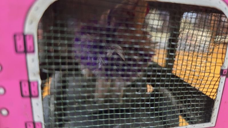 Item 881070 - Image 9