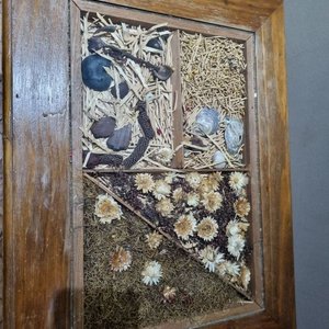 Mesa Ratona Original con Tapa Vitrina Decorativa de Elementos Naturales - imagen 3