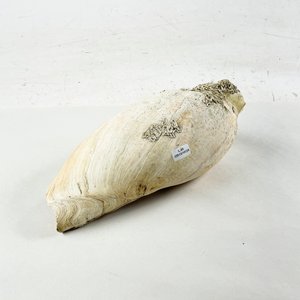 Lote siguiente: Caracol Marino Grande Blanco y Beige - 35 cm