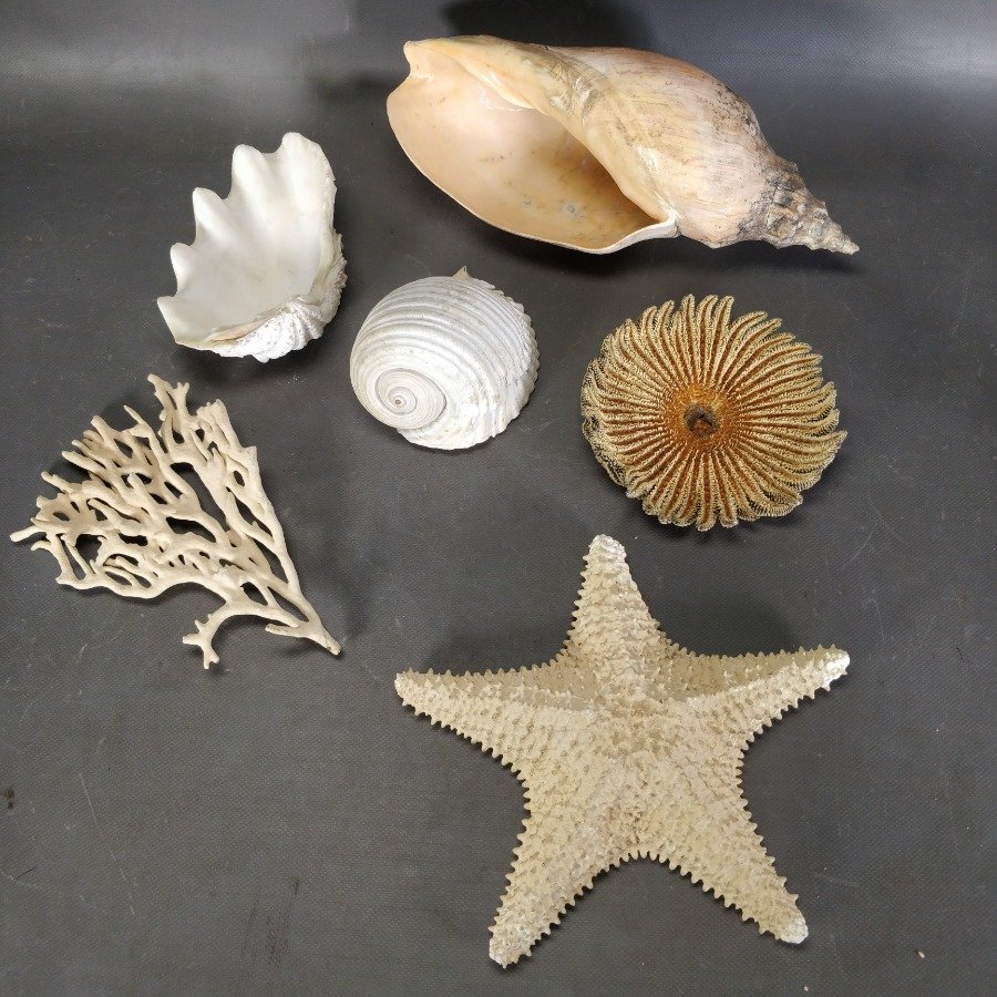 Item 15836 - Image 1