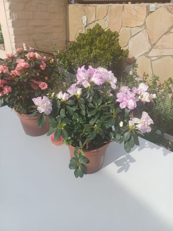 Item 929896 - Image 6