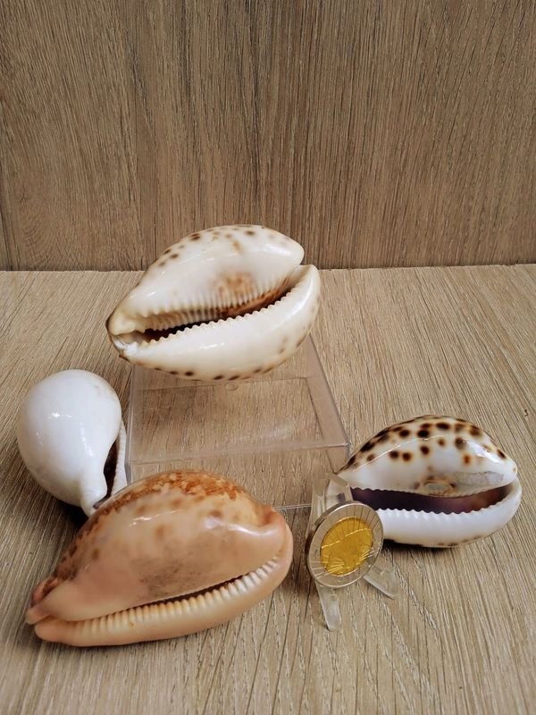 Item 884181 - Image 2