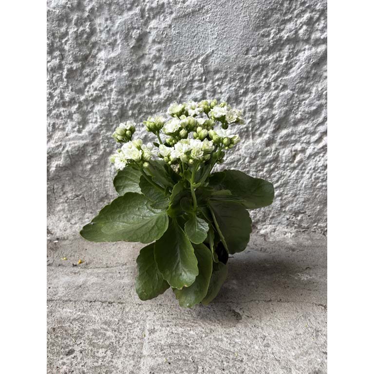 Item 2113580 - Image 0