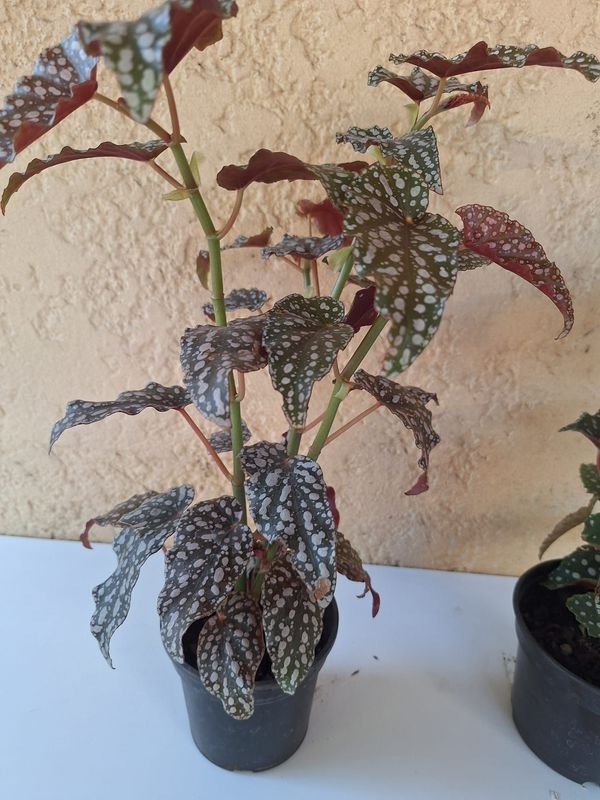 Item 870215 - Image 2