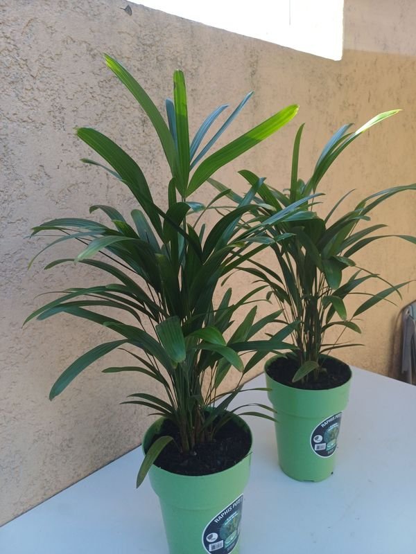 Item 929918 - Image 3