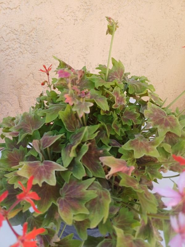 Arreglos de flores en vasos - imagen 4