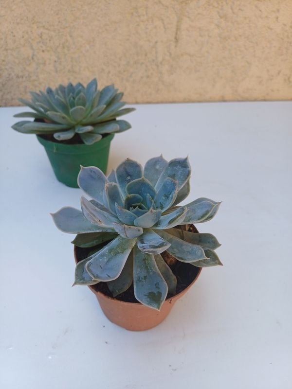 Item 875540 - Image 4