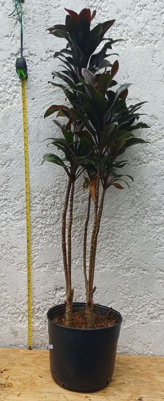 Item 929858 - Image 0