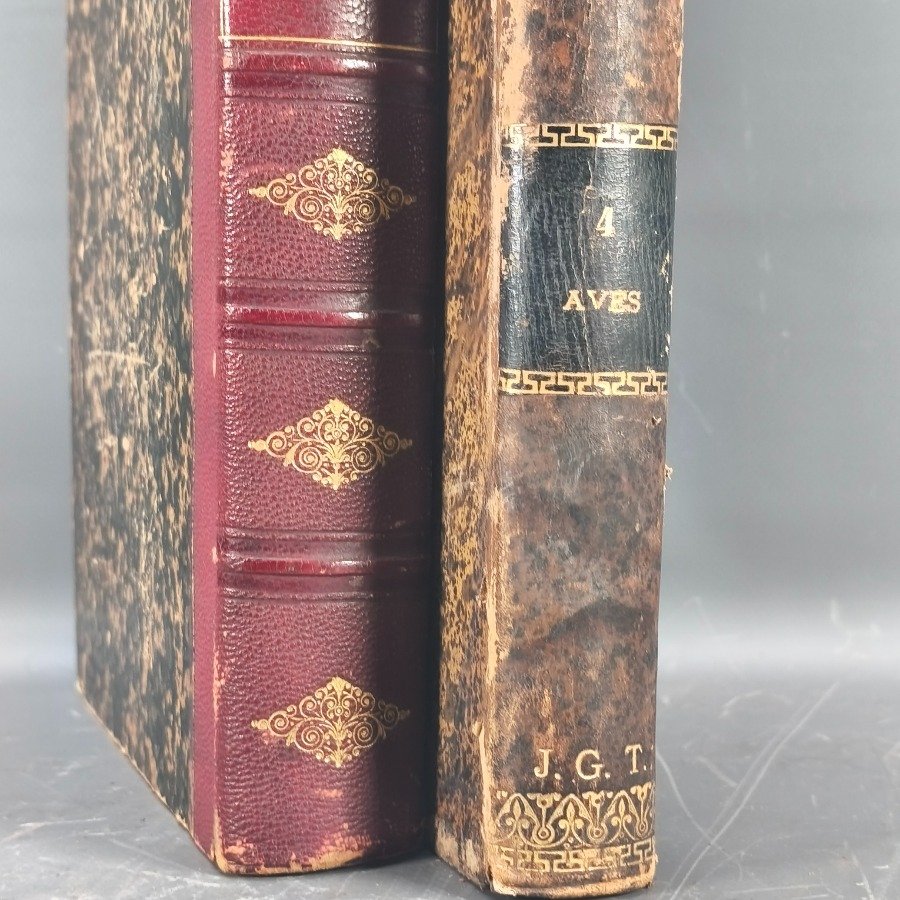 Libro antiguo de historia natural con encuadernación en cuero - imagen 5