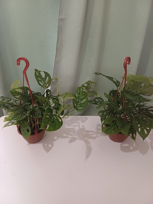 Item 848684 - Image 2