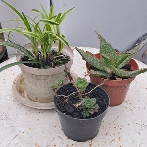 Lote siguiente: Lote de 3 Plantas Variadas en Macetas