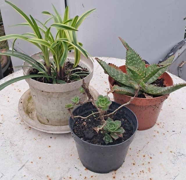 Lote de 3 Plantas Variadas en Macetas