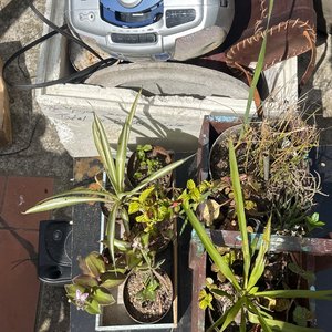 Lote siguiente: Lote de Plantas Varias en Macetas