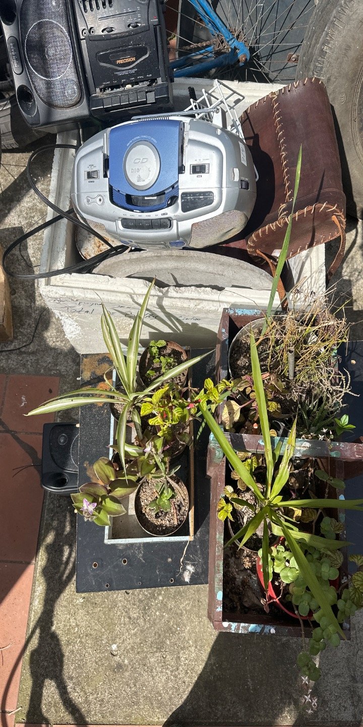 Lote de Plantas Varias en Macetas