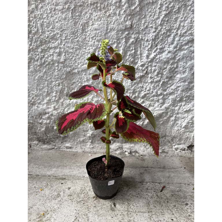 Item 2113563 - Image 0