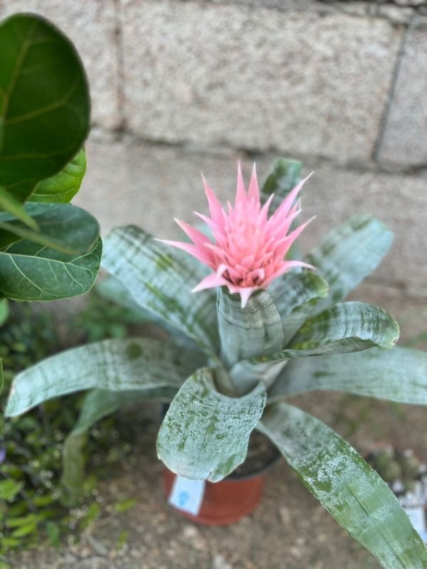 Flores frescas en un jardín