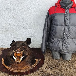 Cabeza de Jabalí Taxidermizada con Colmillos sobre Placa de Madera - imagen 12