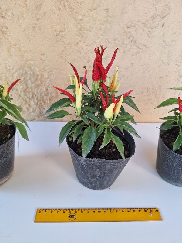 Item 870174 - Image 2